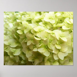 Weißer Hydrangea-Blumenhintergrund Poster