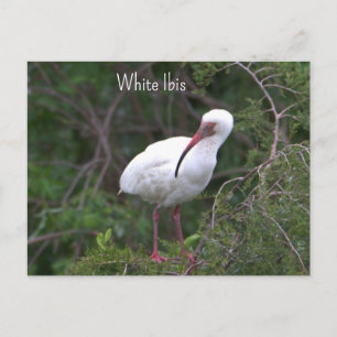 Weißer Ibis Foto-Postkarte Postkarte
