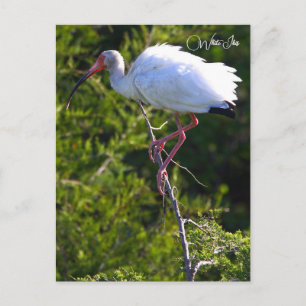Weißer Ibis Foto-Postkarte Postkarte