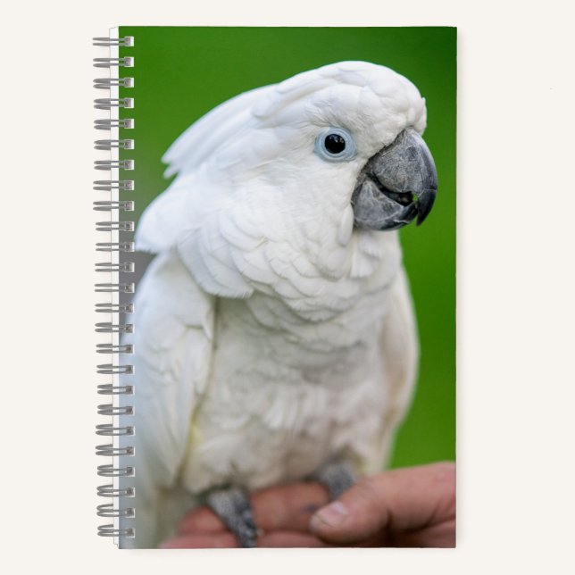 Weißer Kakadu, Schirmpapagei, Papagei Notizbuch (Vorderseite)