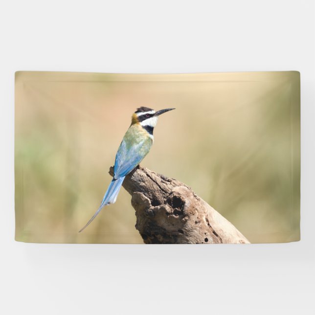 Weißer Kehlkäfer Banner (Horizontal)