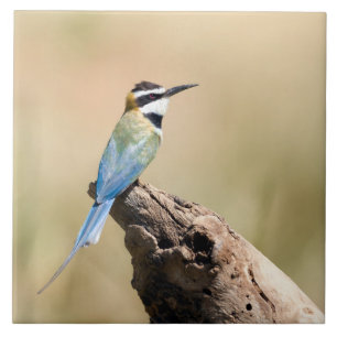 Weißer Kehlkäfer Fliese