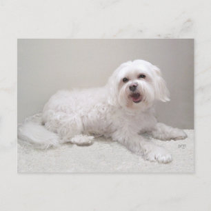Weißer Kleiner Hund (Maltese) Rettung Postkarte
