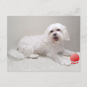 Weißer Kleiner Hund (Maltese) Rettung Postkarte