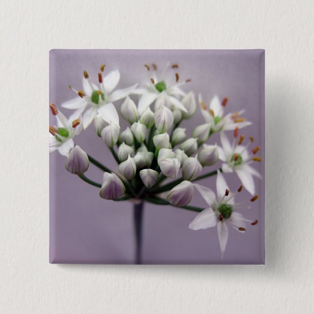 Weißer Knoblauchchive Blüten auf Lila Button (Vorderseite)