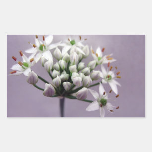 Weißer Knoblauchchive Blüten auf Lila Rechteckiger Aufkleber