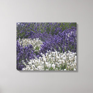 Weißer Lavendel mit lila Lavendel Leinwanddruck