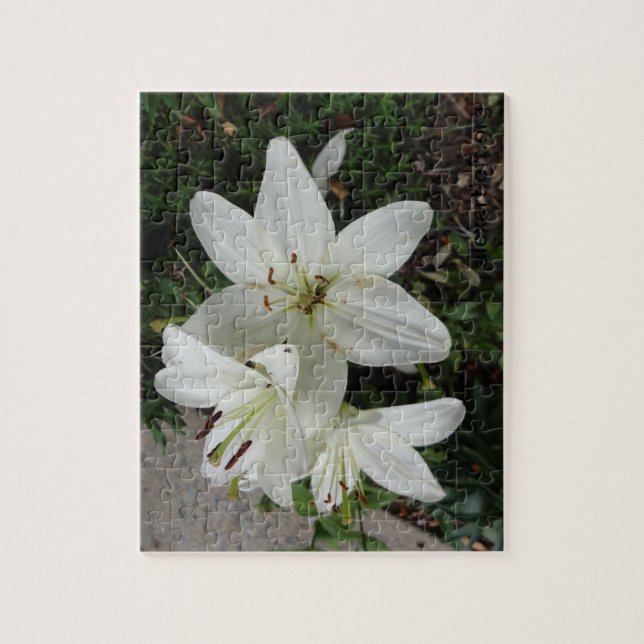 Weißer Lilly (Vertikal)