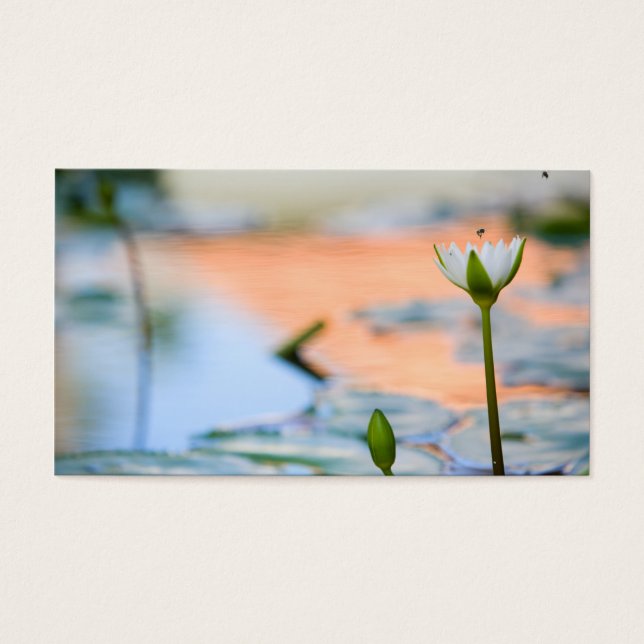 Weißer Lotus (Vorderseite)