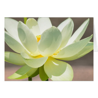 Weißer Lotus-Blank-Grußkarte