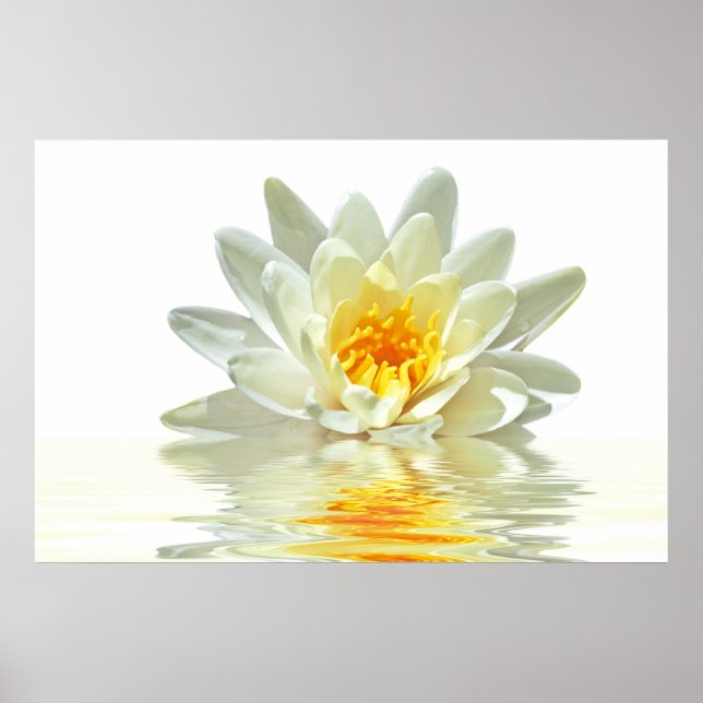 weißer Lotus, der im Wasser schwimmt Poster (Vorne)