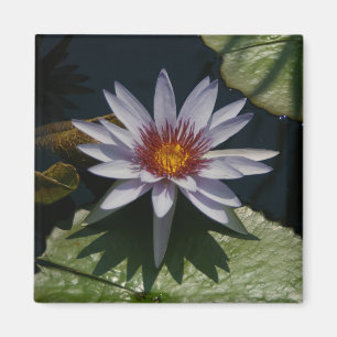 Weißer Lotus-Wasserlilie-Magnet Magnet