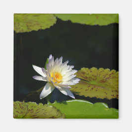 Weißer Lotus-Wasserlilie-Magnet Magnet