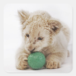 Weißer Löwenwürfel (Panthera leo krugeri) spielen Quadratischer Aufkleber