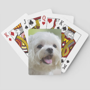 Weißer maltesischer Hund Spielkarten