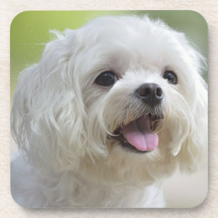Weißer maltesischer Hund Untersetzer