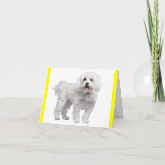 Weißer maltesischer Welpenhund Gelber Notecard Karte (Vorderseite)