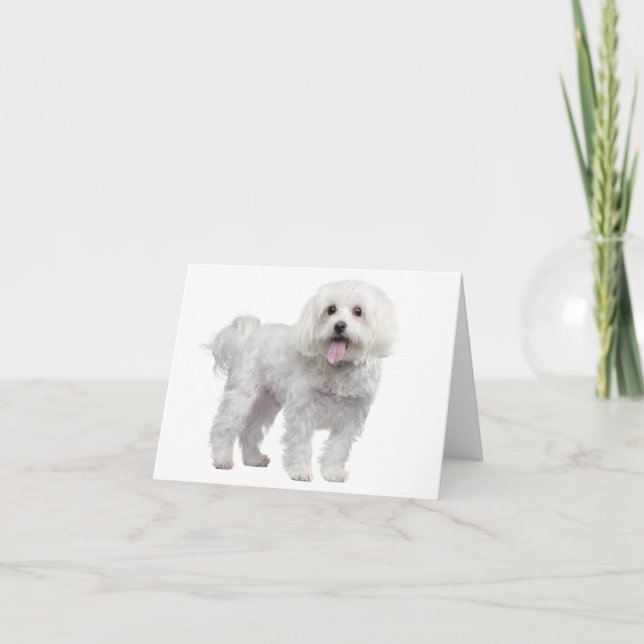 Weißer maltesischer Welpenhund - Notecard/Karte Karte (Vorderseite)