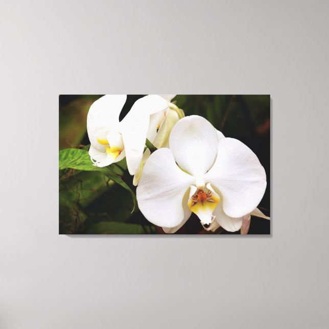 Weißer Mond Orchid (Phalaenopsis Aphrodite) Leinwanddruck (Vorderseite)