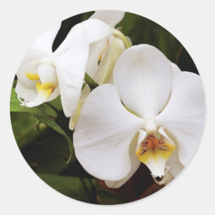 Weißer Mondorchid (Phalaenopsis Aphrodite) Runder Aufkleber