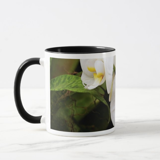 Weißer Mondorchid (Phalaenopsis Aphrodite) Tasse (Links)