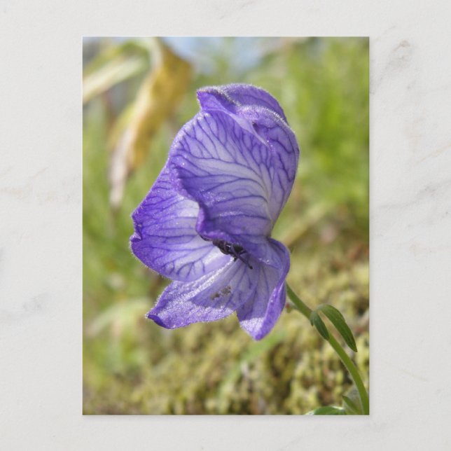 Weißer Monkshood, Insel Unalaska Postkarte (Vorderseite)