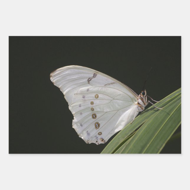 Weißer Morpho-Schmetterling Geschenkpapier Set (Vorderseite 2)