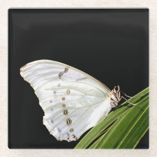 Weißer Morpho-Schmetterling Glasuntersetzer