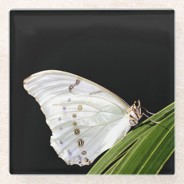 Weißer Morpho-Schmetterling Glasuntersetzer (Vorderseite)