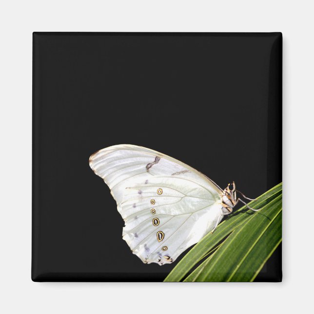 Weißer Morpho-Schmetterling Magnet (Vorne)