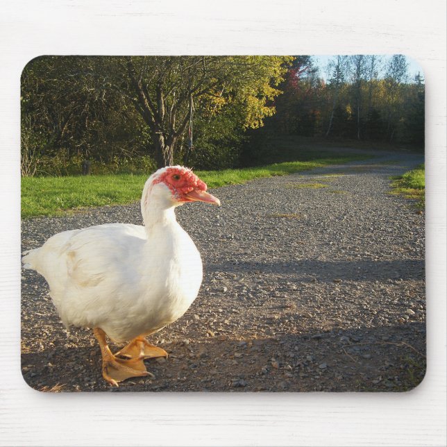 Weißer Muscovy-Ente Drake Mousepad (Vorne)