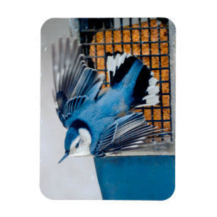 Weißer Nacktfisch im Schnee - Original Foto Magnet