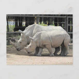 Weißer Nashorn Postkarte