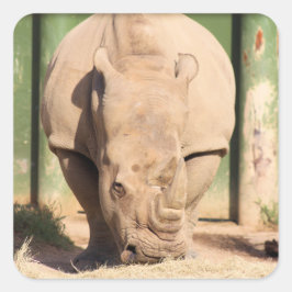 Weißer Nashorn Quadratischer Aufkleber