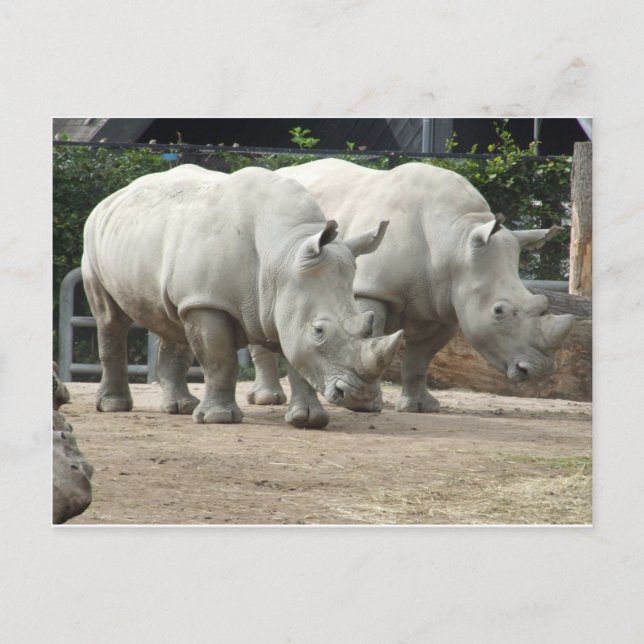 Weißer Nördlicher Rhinos gefährdet Postkarte (Vorderseite)