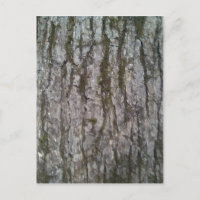 Weißer Oak Tree Bark