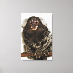Weißer ohriger Marmoset auf Niederlassung, nahes Leinwanddruck