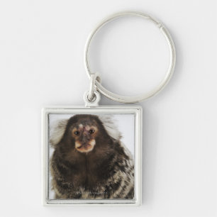 Weißer ohriger Marmoset auf Niederlassung, nahes Schlüsselanhänger