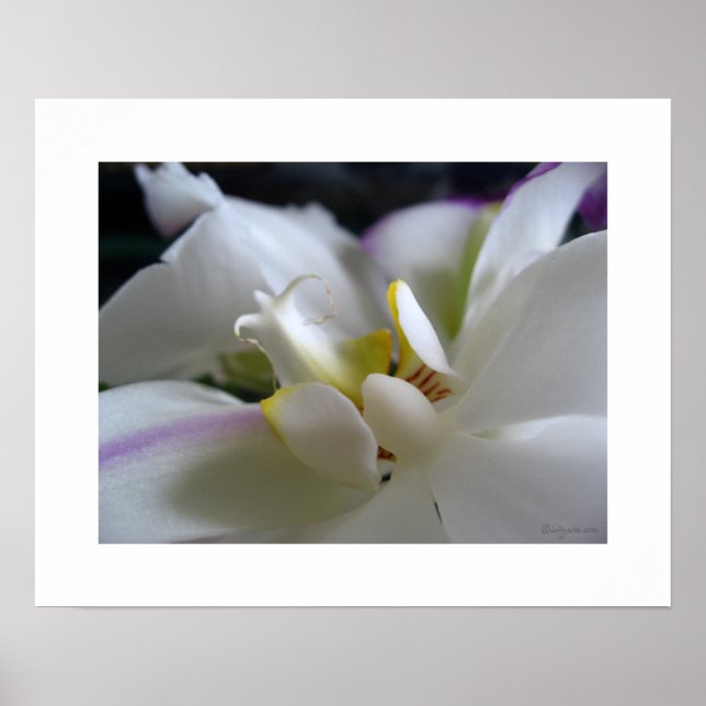 Weißer Orchester 8 Phalaenopsis Poster Kunstdrucke (Vorne)