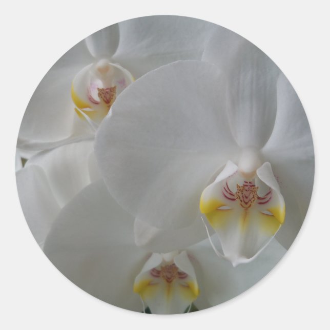 Weißer Orchid auf einem Aufkleber (Vorderseite)