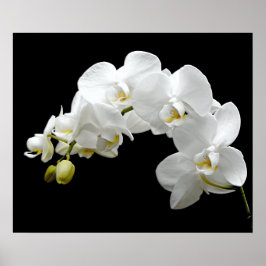 Weißer Orchid Blossom Poster