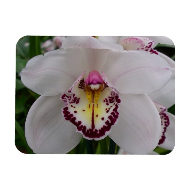 Weißer Orchid II Elegant Magnet (Horizontal)