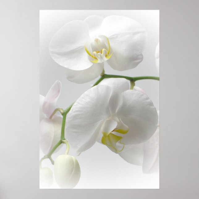 Weißer Orchideenprint Poster (Vorne)