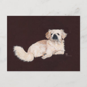 Weißer Pekingese Hund Postkarte