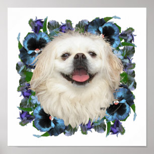 Weißer Pekingese mit Stiefmütterchen Poster