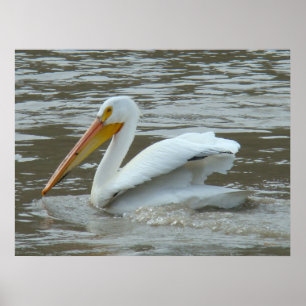 Weißer Pelikan B14 auf schlammigem Fluss Poster