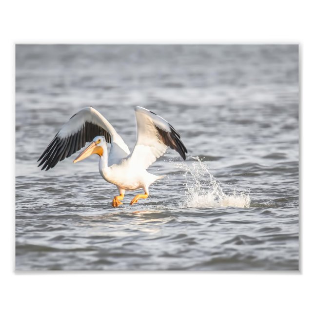 Weißer Pelikan fliegt aus Wasser Fotodruck (Vorne)