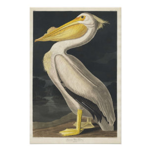 Weißer Pelikan Poster