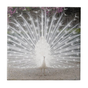 weißer Pfau Fliese