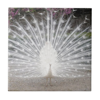 weißer Pfau Fliese